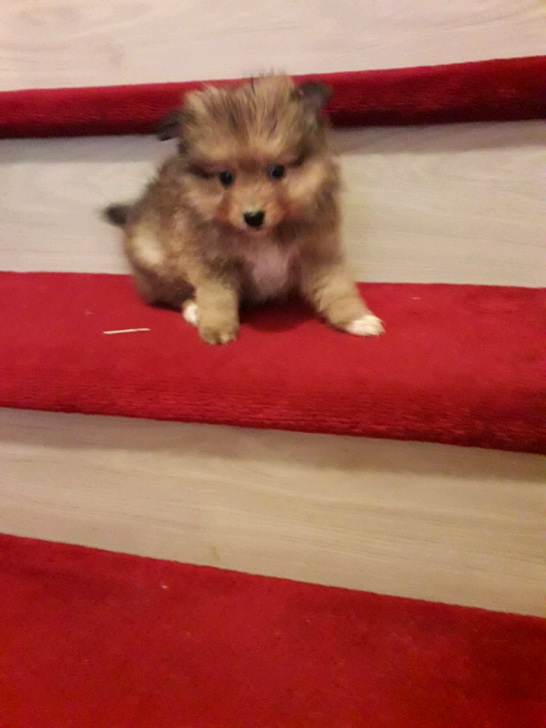 gumtree pomeranian puppies for sale